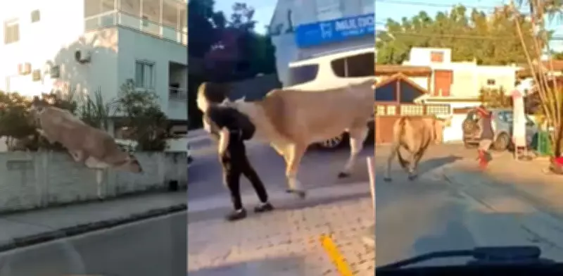 Boi solto aterroriza bairro em Florianópolis: animal pula muro, ataca pedestre e causa pânico