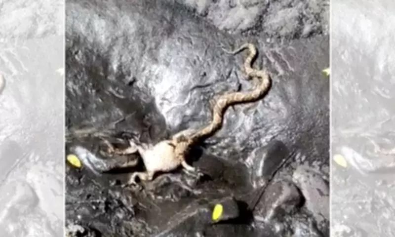 Boipeva tenta engolir sapo-cururu enorme em cena rara registrada em MG
