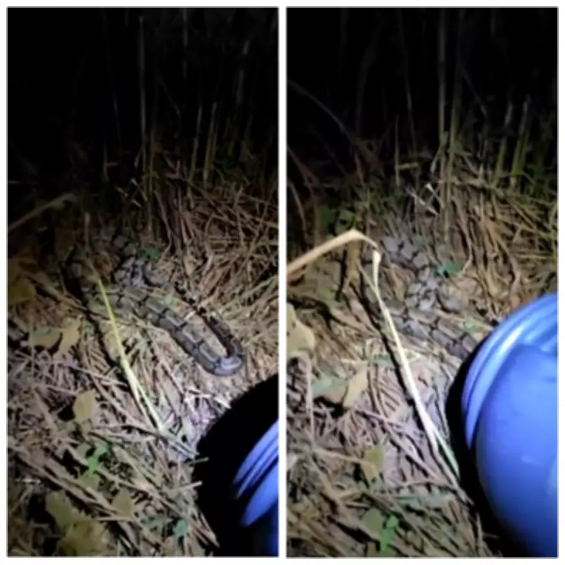 Bombeiros capturam jiboia que atacava galinhas em Januária