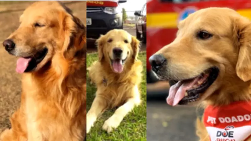 Bombeiros de Uberaba se despedem do cão Thor, símbolo de resgate e ações sociais