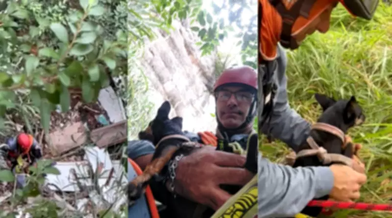 Bombeiros resgatam cães que caíram de penhasco de 30 metros em Marília