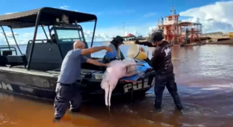 Boto-cor-de-rosa morre após resgate em rio do Amazonas; suspeita é de ferimento por pesca ilegal