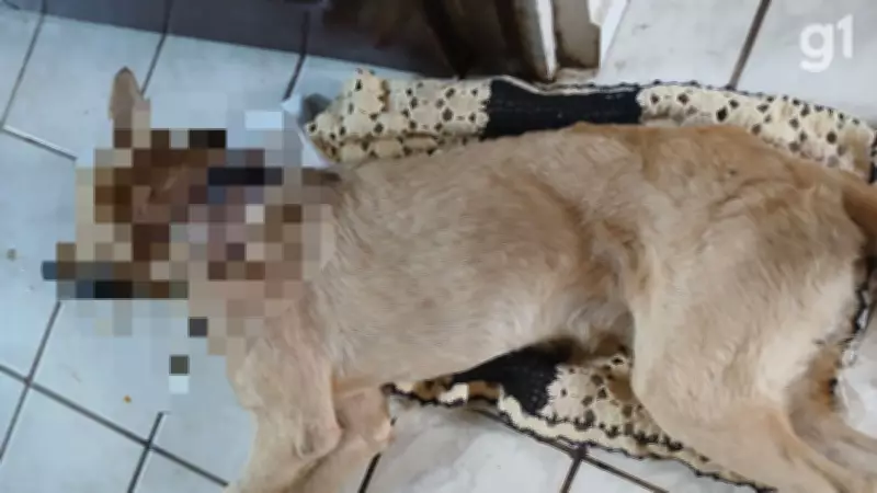 Briga de vizinhos termina com cachorro morto a facadas em Arari, MA