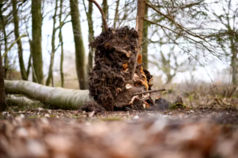Caça aos ovos de Páscoa termina em tragédia com três mortos após queda de árvore na Alemanha