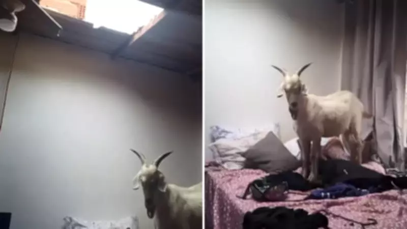 Cabra escala telhado, cai e invade cama de residência em Cariacica, ES