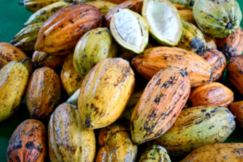 Cacau no Oeste Paulista: Pesquisa da Unoeste avalia potencial de renda para produtores