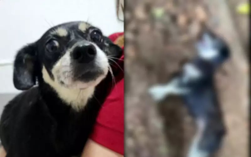 Cachorra prenha é encontrada enterrada viva em Joinville; tutor é denunciado por maus-tratos