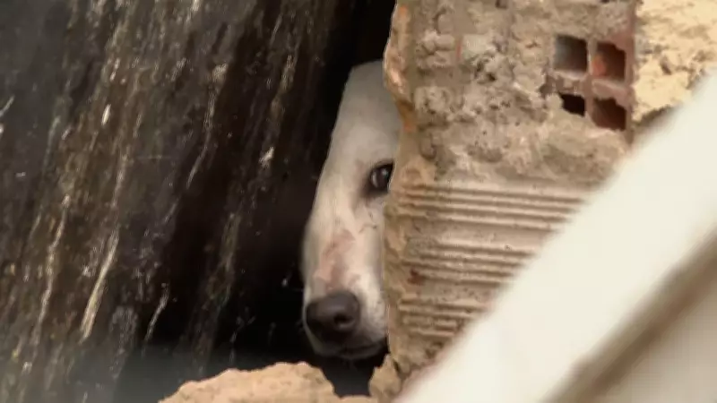 Cachorra é resgatada viva de escombros após desabamento que matou casal no Recife