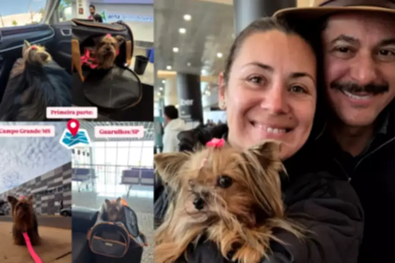Cachorrinha viaja 8 mil km de Campo Grande a Lisboa para reencontrar família após um ano