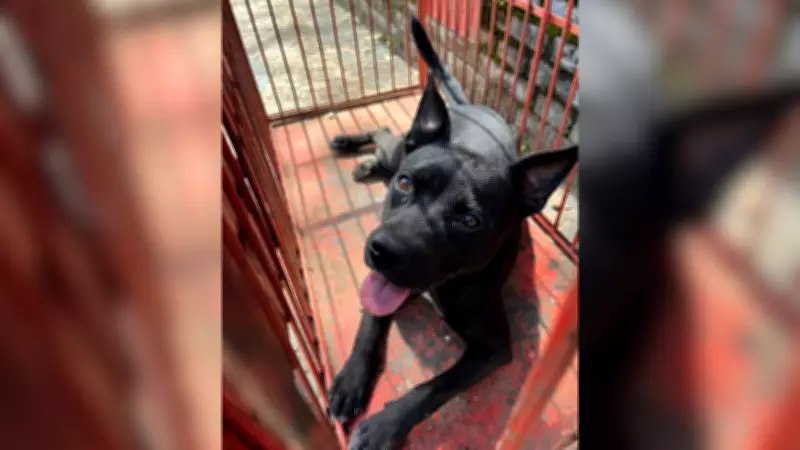 Cachorro ataca crianças em centro promocional de Itu (SP) e deixa feridos leves