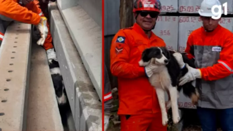 Cachorro Border Collie é resgatado após ficar preso em postes de concreto em Sinop