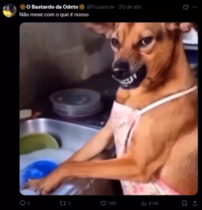 Cachorro caramelo é reconhecido como raça oficial no México