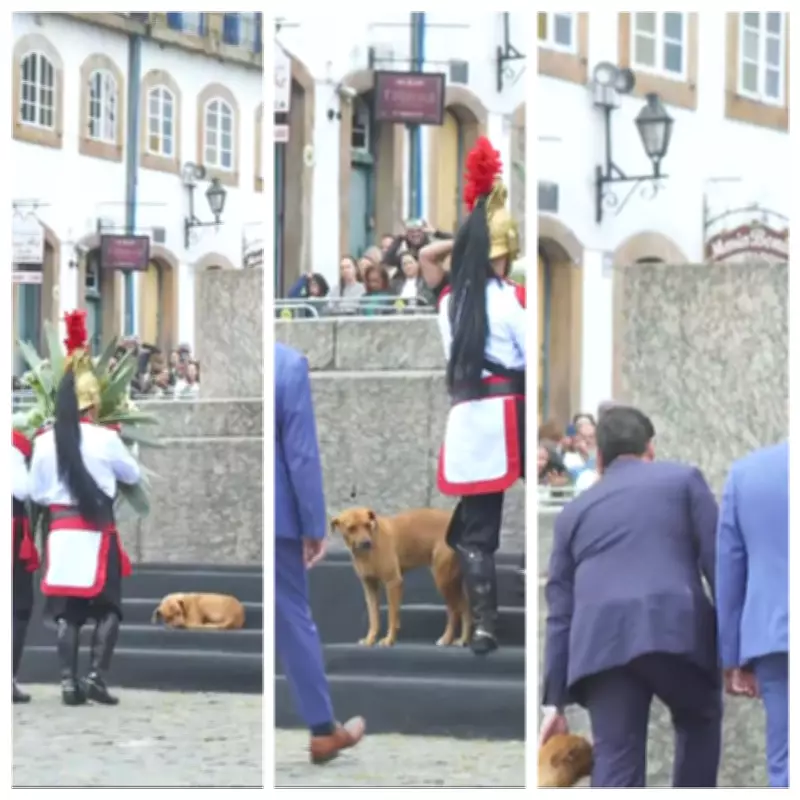 Cachorro caramelo rouba a cena na cerimônia da Medalha da Inconfidência em Ouro Preto