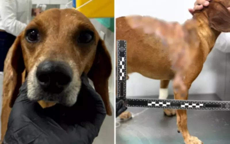 Cachorro comunitário atacado com líquido quente recebe alta e vai para novo lar em Goiânia