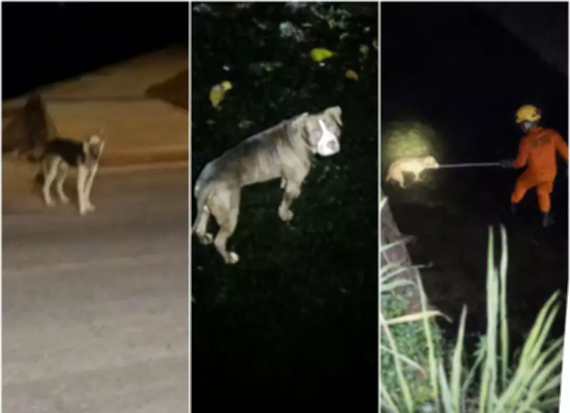 Cachorro guia bombeiros para resgatar pitbull cego que caiu em córrego em Rondonópolis