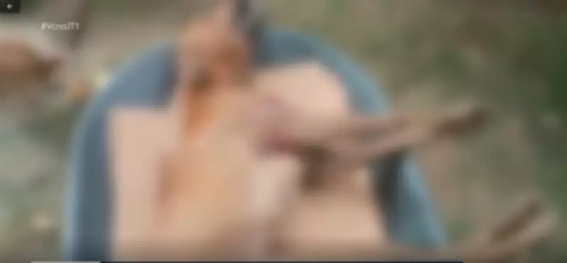 Cachorro é morto a tiros em Santarém: moradores denunciam onda de maus-tratos na comunidade Piracãoera de Cima