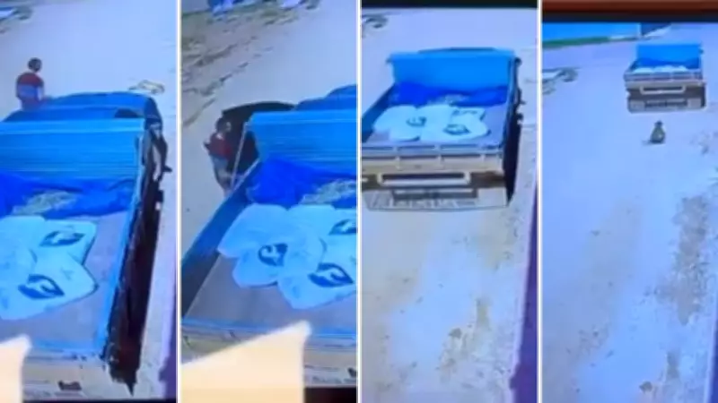 Cadela é atropelada por caminhonete e motorista foge em Santa Maria de Jetibá