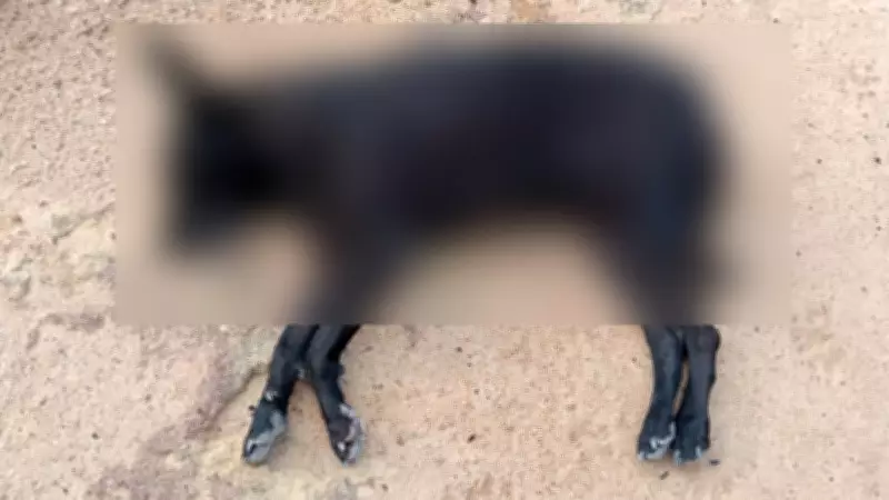 Cadela comunitária Pretinha é assassinada a tiros em Pancas; suspeito preso com arma