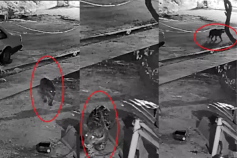 Cadela morre após ataque de onça-pintada no Pantanal; ICMBio vai capturar felino