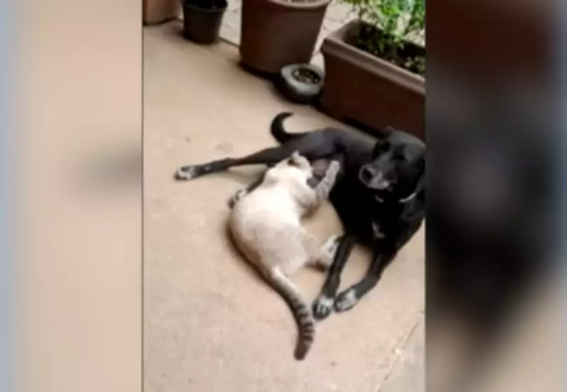 Cadela 'Neguinha' é assassinada a tiros em frente à casa em Palmas; crime choca moradores