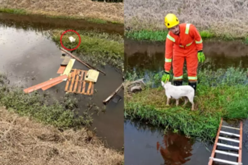 Cadela Pitbull é resgatada após dois dias ilhada em Jaguaruna, Santa Catarina