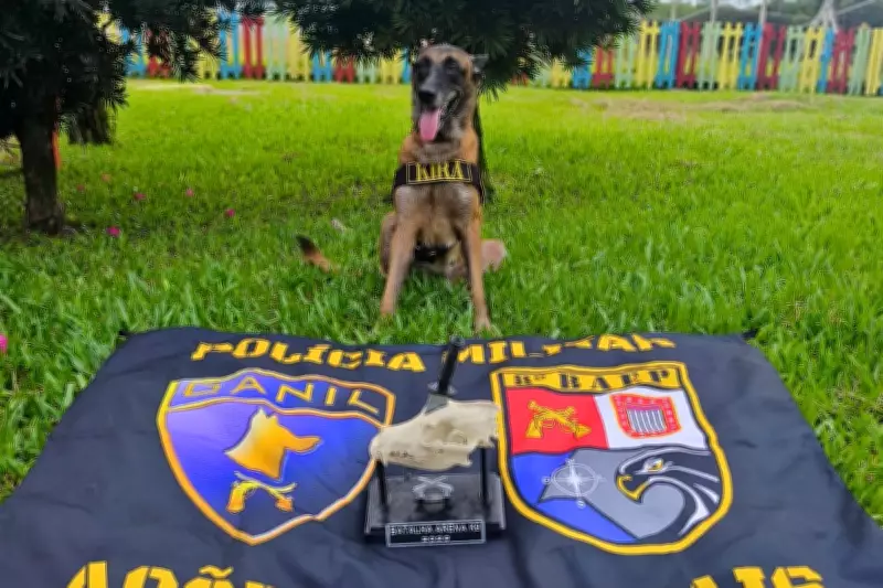 Cadela policial Kira vence prova mais difícil de torneio internacional no RS