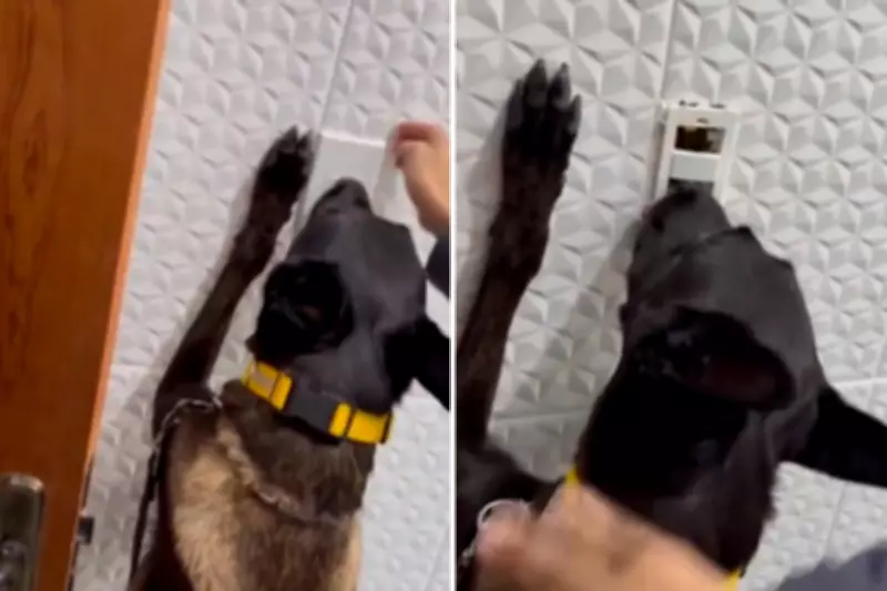 Cadela policial Ravenna descobre drogas escondidas em interruptor de energia em Pirapozinho