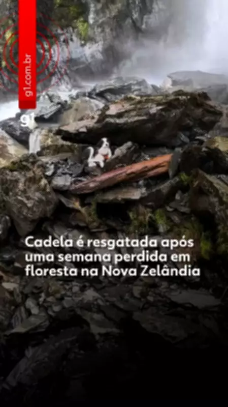 Cadela é resgatada após uma semana perdida em floresta na Nova Zelândia