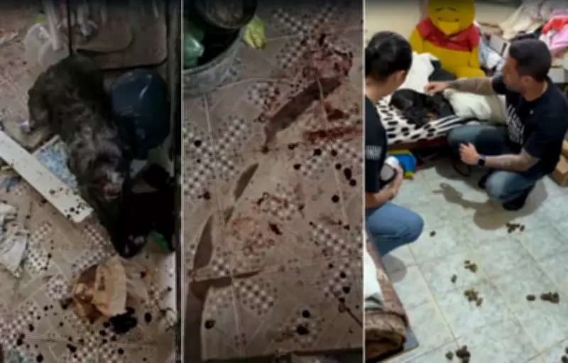 Cadelas resgatadas em situação de abandono extremo em São Pedro da Aldeia após denúncias