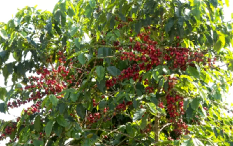 Café sustenta exportações de Minas Gerais mesmo com queda no volume no 1º trimestre