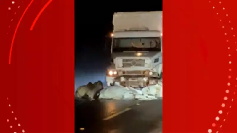 Caminhão colide com bois soltos na BR-156 durante a madrugada no Amapá