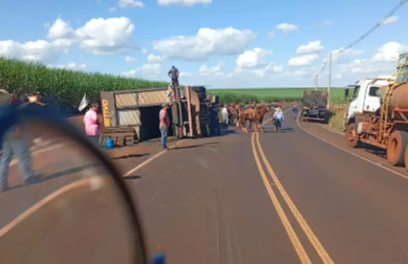 Caminhão com 35 cabeças de gado tomba em estrada de SP; três animais morrem