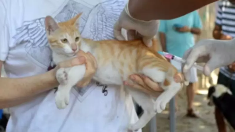 Campanha de Vacinação Antirrábica em Teresina Inicia com Foco no Bem-Estar Animal