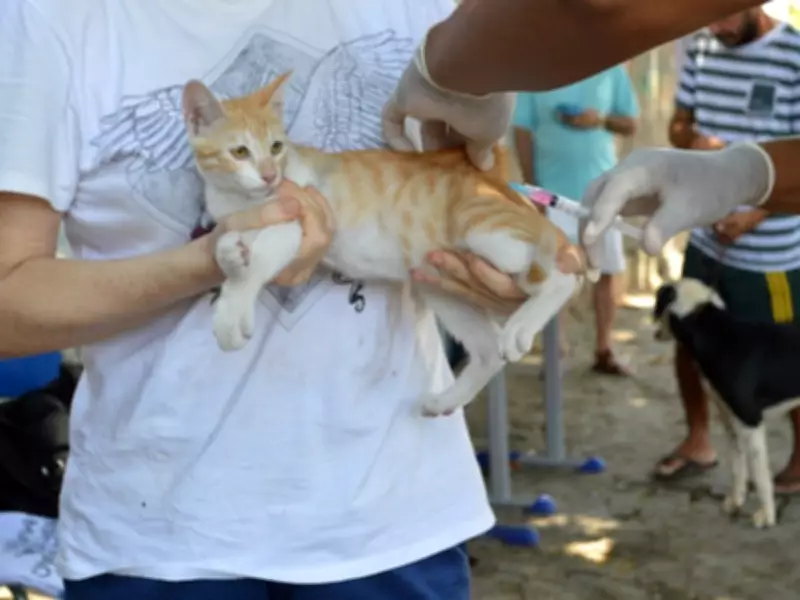 Campanha de vacinação contra raiva começa em Teresina para cães e gatos