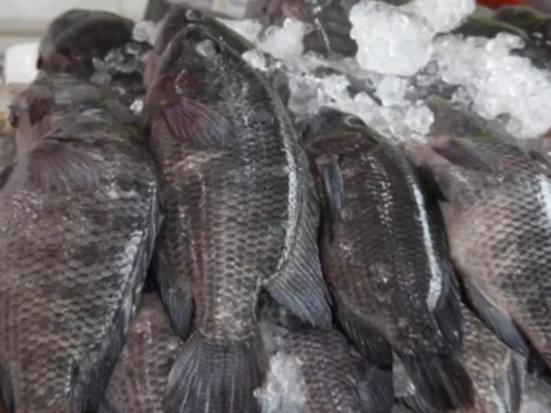 Campanha do Pescado facilita acesso a pescados frescos nesta Sexta-feira Santa em Santos