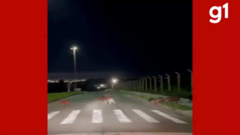 Capivaras imitam Beatles em travessia organizada na faixa de pedestres em Cuiabá