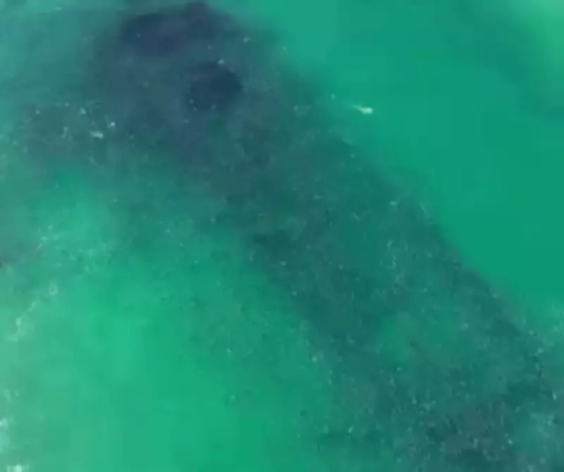 Cardume com milhares de tainhas 'contorna' navio naufragado em praia de Santa Catarina