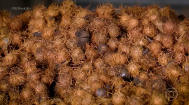 Caroço de açaí vira biofertilizante e gera negócio sustentável no Amapá