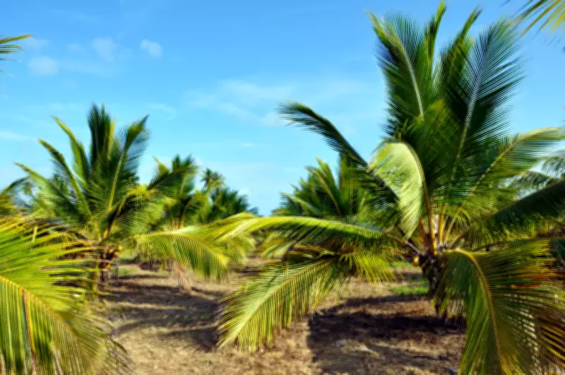 Cartilha da Emater-MG orienta produtores sobre cultivo de coco anão