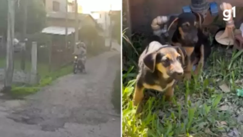 Casal é flagrado por câmera ao abandonar dois filhotes de cães em Novo Hamburgo