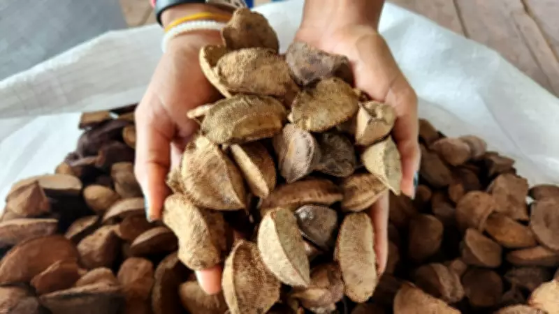 Castanha-do-pará tem queda de até 16,67% no preço durante safra no Baixo Amazonas