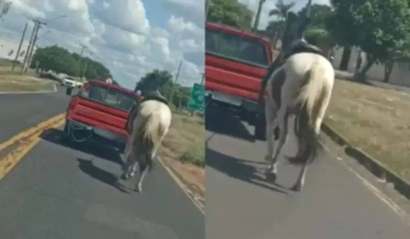 Cavalo é arrastado por picape em Presidente Prudente; polícia busca responsável