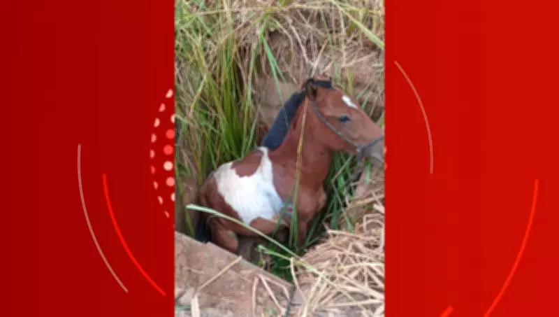 Cavalo cai em bueiro e é resgatado com vida por bombeiros em Timóteo