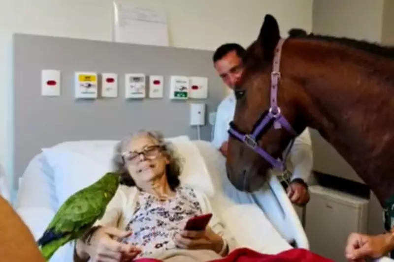 Cavalo, galinha e papagaio visitam pacientes em hospital de Santos