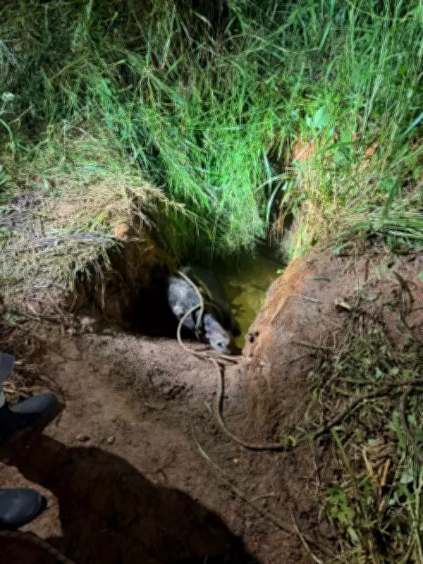 Cavalo é resgatado após horas preso em buraco com água em Juiz de Fora