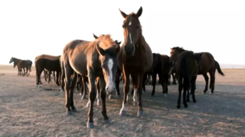 Cavalos idosos exigem atenção especial com alimentação e controle de temperatura