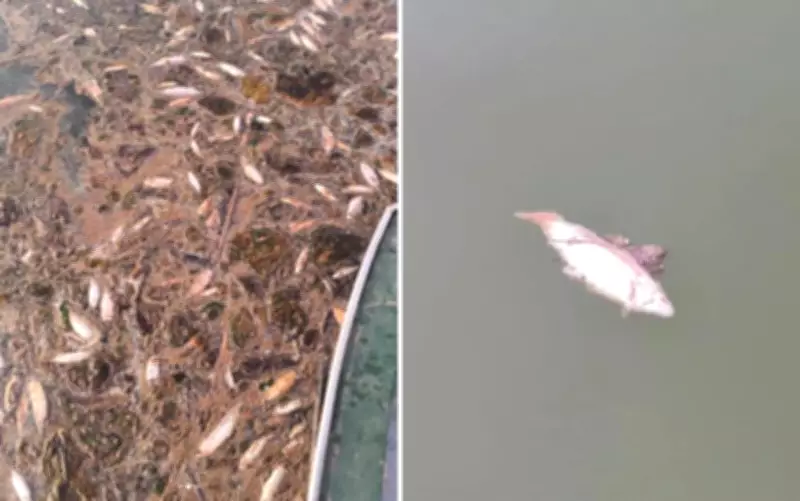 Centenas de peixes mortos são encontrados no Lago Serra da Mesa em Goiás