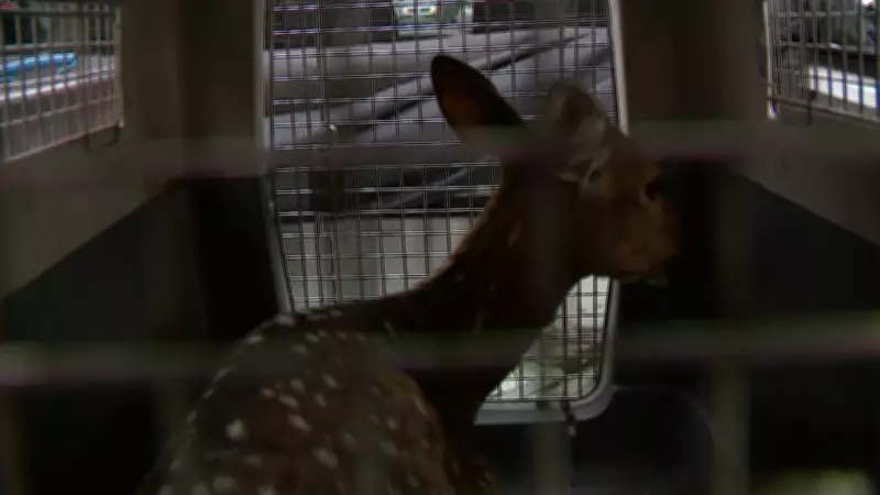 Cervo exótico ferido é resgatado em Porto Alegre, mas passa por eutanásia após avaliação