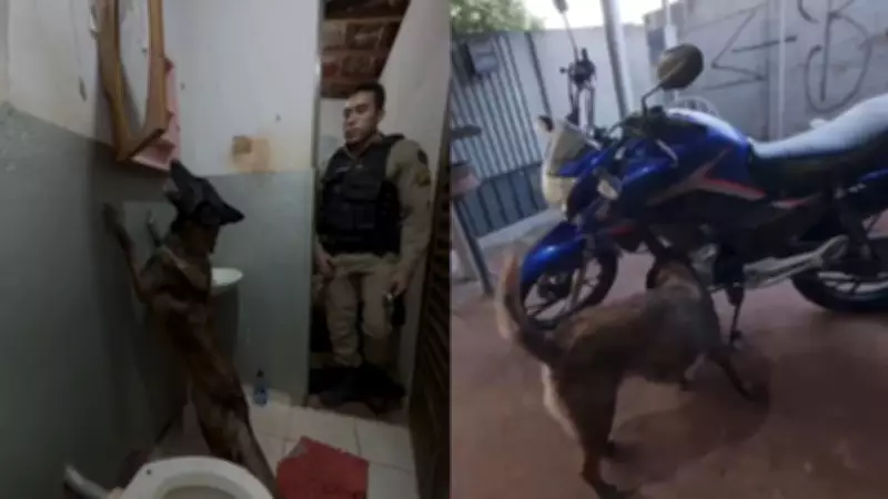 Cães farejadores encontram drogas escondidas em espelho e moto em Campina Verde