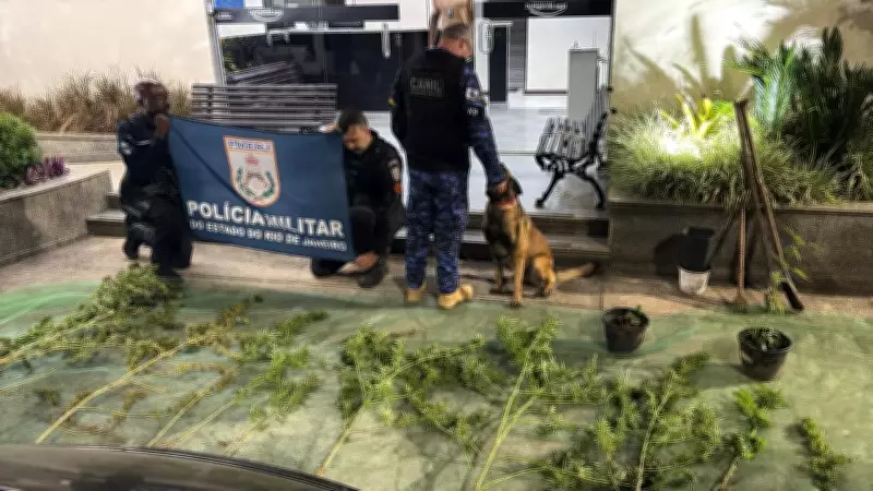 Cães farejadores encontram plantação de maconha com 6 quilos em mata de Itaipava